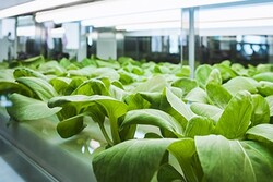 SL-SB8R5C-9H1AWW-Horticulture-Samsung-Bitki-Led-modul- 1ft 19.5~23.5V 1200~1600mA 26w 4400lm - 3