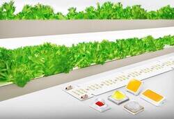 SPMWHD32AMV5-XAR0SV Samsung Bitki Ledi, LM301B-EVO, 5000K, HORTICULTURE, 3V, 200mA, 3030 - 3