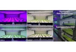 SPMWHD32AMH0-XAR0PR Samsung Bitki Led, Ekonomik Model, LM301H-EVO, 5000K, HORTICULTURE, 3V, 200mA, 3030 - 11